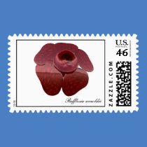Rafflesia arnoldii Postage Stamp