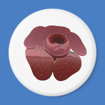 Rafflesia Magnet