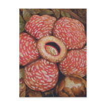 Rafflesia Of Borneo Watercolor Art Postcards