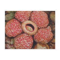 Rafflesia Of Borneo Watercolor Art Post Cards