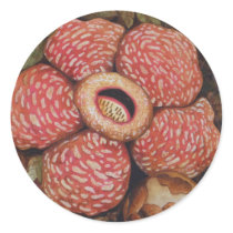 Rafflesia Of Borneo Watercolor Art Round Stickers