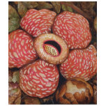 Rafflesia Of Borneo Watercolor Art t-shirts