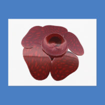 Rafflesia Postcard