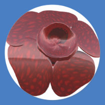 Rafflesia Stickers