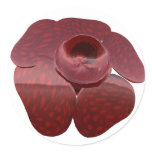 Rafflesia Stickers