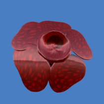 Rafflesia T Shirt, Lady