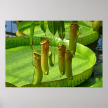 Rafflesia, the biggest flower in the world posters