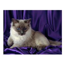 Ragdoll, blue point postcards