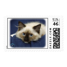 Ragdoll Cat 9W082D-020 Postage Stamp