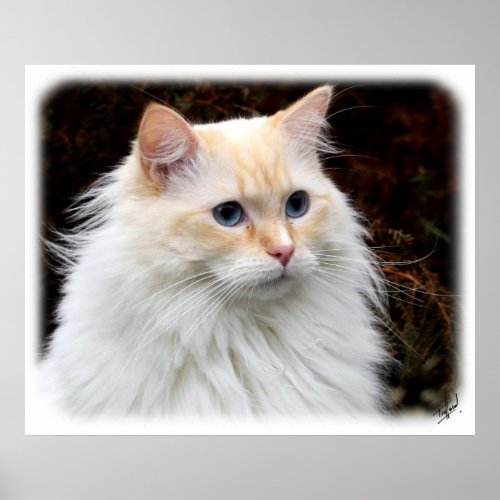 Ragdoll Cat 9Y448D-019 print