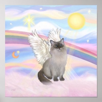 A Blue Point Ragdoll cat angel