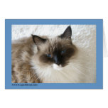 Ragdoll Cat Card