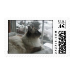 Ragdoll Cat Gazing at Christmas Scenery postage