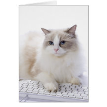 Ragdoll cat on computer keyboard card