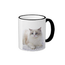 Ragdoll cat on computer keyboard coffee mugs