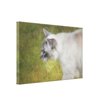 Ragdoll Cat - photograph on Canvas Stretched Canvas Print