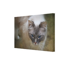 Ragdoll Cat - Photograph on Canvas Canvas Print
