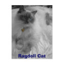 Ragdoll Cat postcards