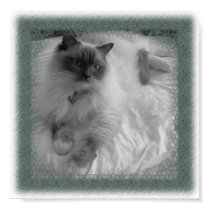 Ragdoll Cat posters by froggindilisio Ragdoll Cat posters