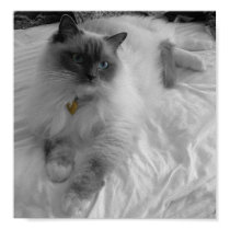 Ragdoll Cat posters by froggindilisio Ragdoll Cat posters