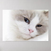Ragdoll cat posters