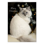 Ragdoll Christmas Card