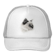 ragdoll hat
