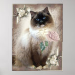 Ragdoll holding single rose posters