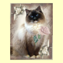Ragdoll holding single rose posters