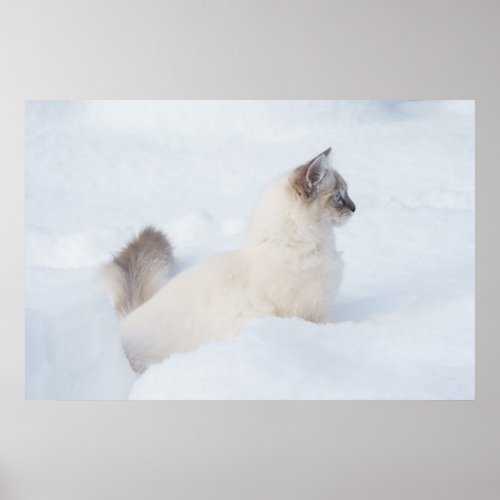 Ragdoll in the snow poster print