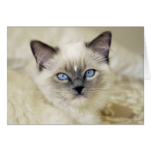 Ragdoll kitten cards