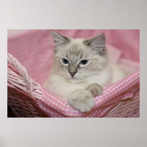 Ragdoll kitten in a pink basket poster print