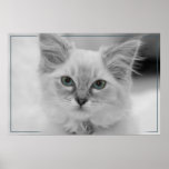 ragdoll kitten posters