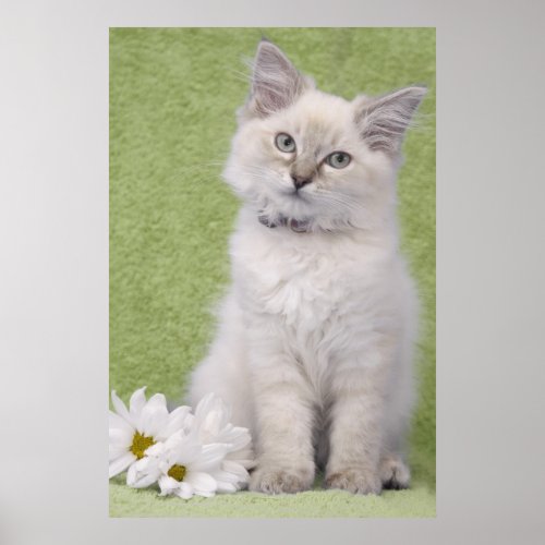 Ragdoll kitten poster with green background print