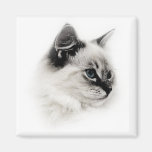 ragdoll magnet