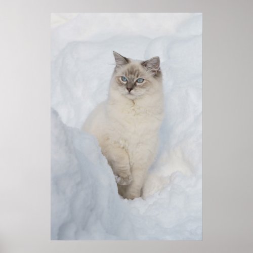 Ragdoll poster print