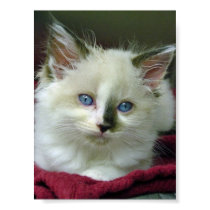 RagDoll posters by NonCometL RagDoll posters