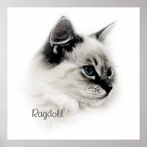 Ragdoll poster print