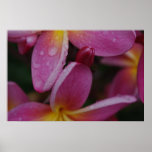 Rain and Plumerias Poster