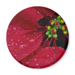 Rain At Balboa Park Refrigerator Magnets