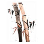 Rain Bamboo
