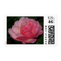 Rain-Drenched Pink Rose Postage