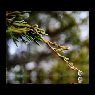 Rain Drop from Tree magnet
