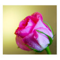 Rain Drop Kisses of Nature on Pink Rose posters