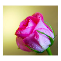 Rain Drop Kisses of Nature on Pink Rose posters