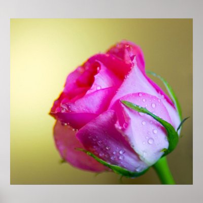 Romantic wet water raindrops on the petals of a single romantic pink rose of 