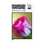 Rain Drop Kisses of Nature on Pink Rose Stamp