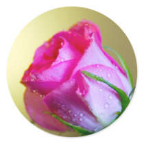 Rain Drop Kisses of Nature on Pink Rose stickers by KahunaLuna Rain Drop Kisses of Nature on Pink Rose stickers