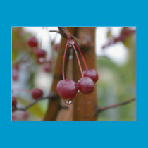 Rain Drop on crab apple postcard