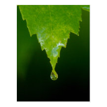 Rain Drop Post Cards